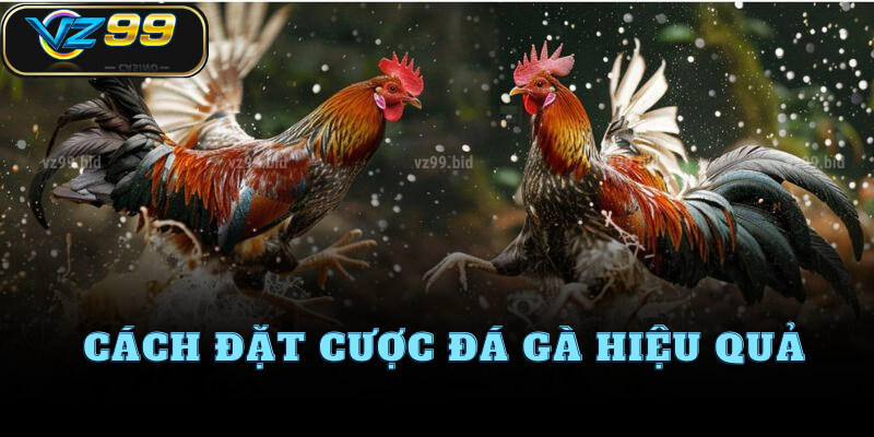 Cách đặt cược đá gà hiệu quả